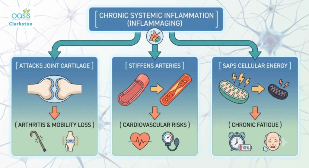Cellular Stress and Senior Mobility