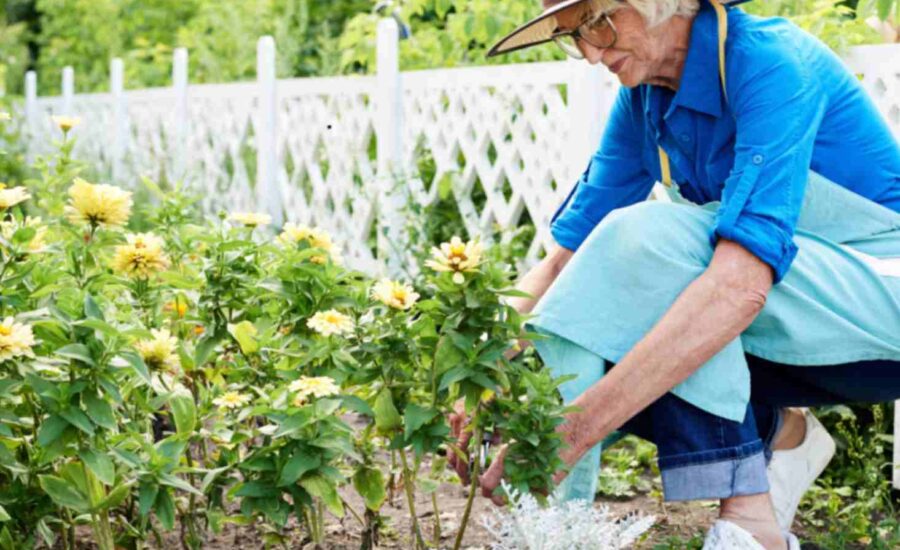 Gardening for Plainfield Seniors