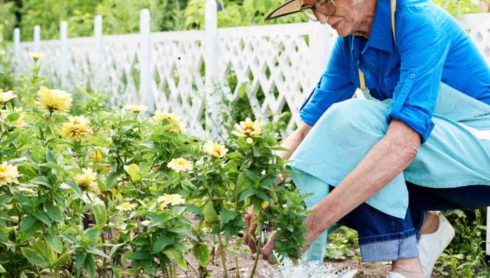 Gardening for Plainfield Seniors